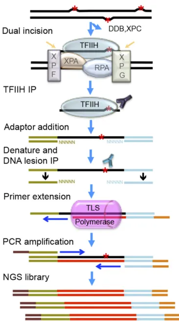 Fig. 1. Schematic of sequencing library construction strategy for tXR-seq.