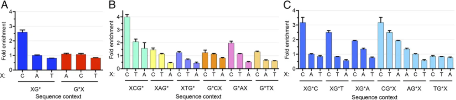 Fig. 3. Sequence specificity of BPDE-dG repair. (A) Average fold enrichment of dinucleotide excision frequencies in 26, 27, and 28 oligomers derived from BPDE-dG tXR-seq
