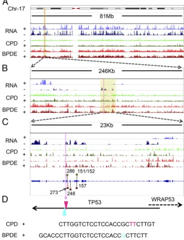 Table 1. Sequence specificity of BPDE-dG repair