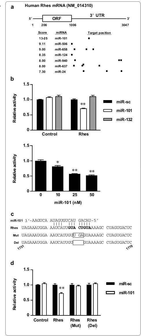 Fig. 1 miR-101 targets Rhes mRNA 3dose-dependent manner. HEK293 cells were co-transfected with a reporter vector containing Rhes mRNA 3at specified concentrations