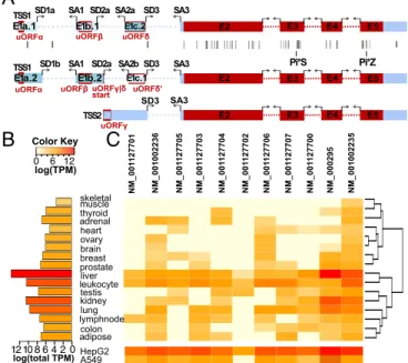 Fig. 1. The SERPINA1 gene produces 11 splice isoforms, all encoding the same protein. (A) All exons in SERPINA1