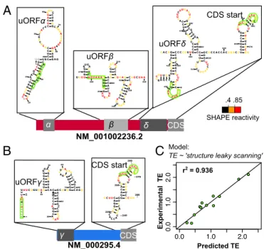 Fig. 4. Structural data greatly improve the leaky-scanning model of trans- trans-lation efficiency (TE)