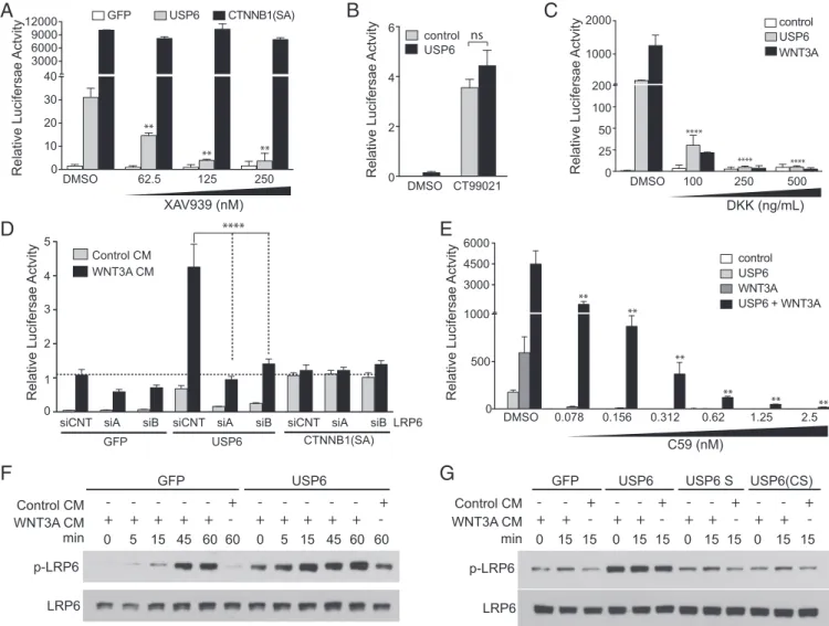 Fig. 3. USP6 regulates WNT signaling at the level of the Wnt ligand and receptor complex