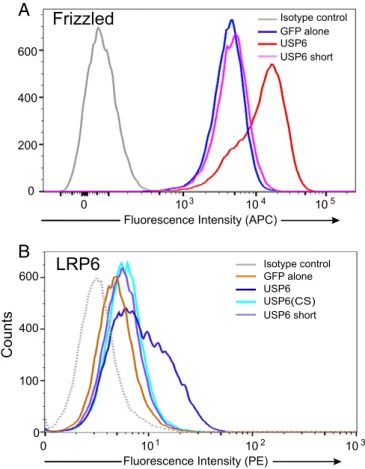 Fig. 4. USP6 increases abundance of Wnt receptors on the cell surface.