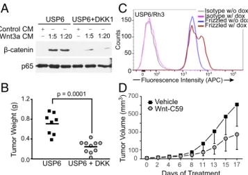 Fig. 8. Inhibition of Wnt signaling prevents growth of tumors with USP6 activation. (A) Coexpression of DKK-1 reduces β-catenin activation in  USP6-expressing NIH 3T3 cells