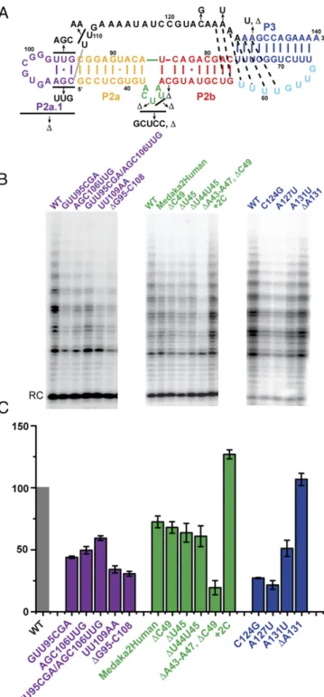 Fig. 4. Telomerase activity assays of mdTR mutants. (A) Secondary structure of FL-PK with nucleotide substitutions indicated by arrows
