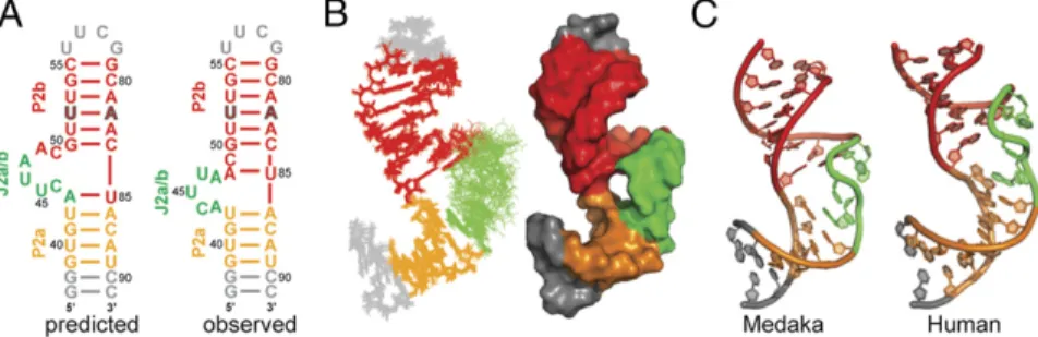 Fig. 5. Solution structure of the mdP2ab (P2a –J2a/b–P2b). (A) Sequence and secondary structure of predicted (Left) and observed (Right) mdP2ab
