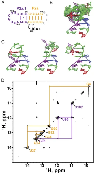 Fig. 7. MdTR P2a1a. (A) Proposed secondary structure of mdP2a1a, com- com-posed of a P2a.1 hairpin and part of the P2a stem capped with a UUCG tetraloop