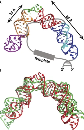 Fig. 8. Model structure of mdFL-PK and hFL-PK. (A) Model structure of mdFL-PK. (B) Superimposition of the model structures of mdFL-PK (red) and hFL-PK (green).