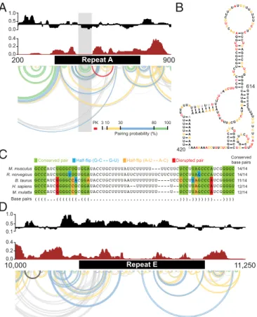 Fig. 2. Ex vivo structural features of repeat regions A and E. (A) SHAPE reactivity (black), Shannon entropy (brown), and pairing probabilities  (Bot-tom) for repeat A and the surrounding region