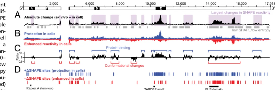Fig. 3. Effects of the cellular environment on Xist lncRNA structure. (A) Absolute  dif-ference between ex vivo and in-cell SHAPE reactivities in 50-nt sliding windows