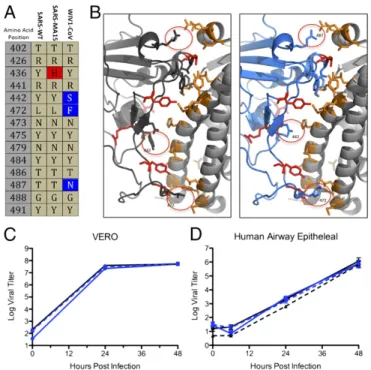 Fig. 1. Full-length and chimeric WIV1 infectious clones produce viruses that replicate in primary human airway epithelial cell cultures