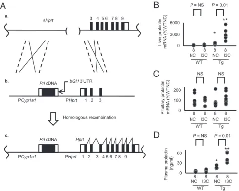 Fig. 1. Generation of drug-inducible hypermorphic mice for prolactin. (A) The gene-targeting strategy (*P < 0.05 and **P < 0.01 vs