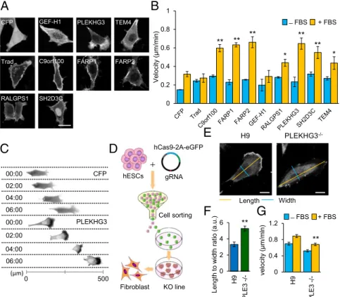 Fig. 1. PLEKHG3 localizes to the leading edge of the cell and controls cell migration
