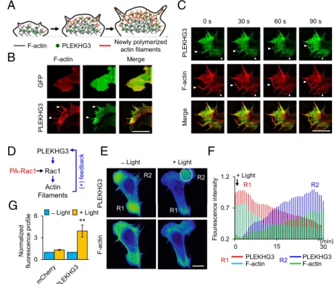 Fig. 2. PLEKHG3 enhances polarized cell migration via a positive feedback loop at the leading edge of the cell