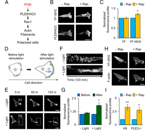 Fig. 3. PI3K controls PLEKHG3 to guide directed cell migration. (A) Schematic of how PLEKHG3 is  regu-lated by PI3K