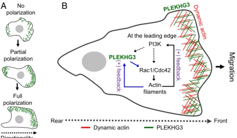 Fig. 4. A tentative model for how PLEKHG3 pathways enhance cell polarity and cell migration