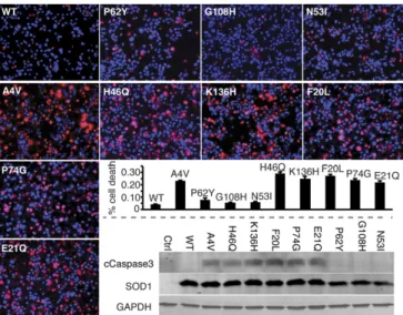 Fig. 4. SOD1 trimer is cytotoxic. Expression of A4V-SOD1 (positive control) and trimer-stabilizing mutant SOD1s in NSC-34 motor neuron-like cells  in-creases the incidence of cell death compared with WT SOD1 (negative  con-trol), whereas trimer-destabilizi
