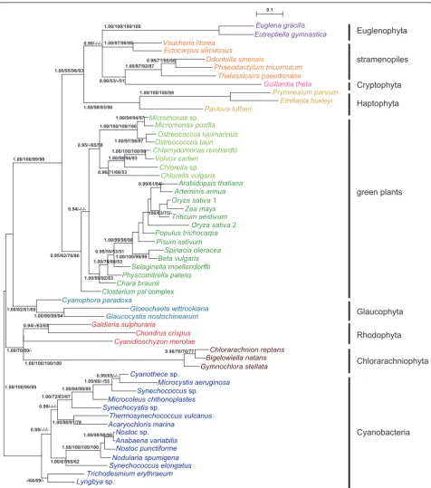 Figure 1 Phylogeny of phosphoribulokinase proteins from 56 operational taxonomic units of photosynthetic organisms