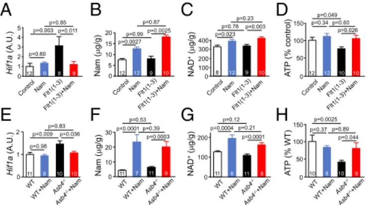 Fig. 6. Metabolic effects of nicotinamide. (A –D) Fetal brains at 18.5 dpc.