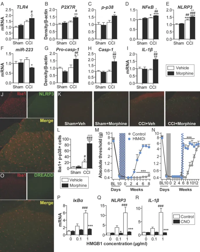 Fig. 4. Repeated morphine after CCI amplifies inflammasome activation in microglia. (A –I) Ipsilateral lumbar dorsal spinal cords were collected from F344 rats that had undergone sham or CCI surgery, 5 wk after morphine/saline administration, and respectiv
