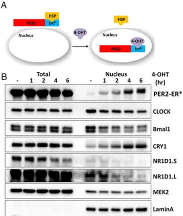 Fig. 2. Cell-based system for study of mammalian clock regulation. (A) Sche- Sche-matic of the experimental system