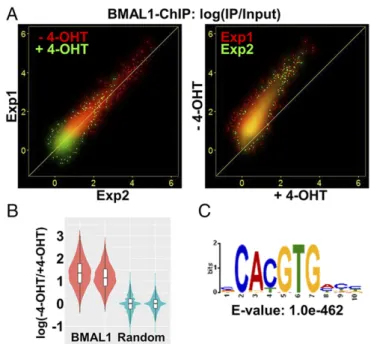 Fig. 4. Effect of PER2 nuclear entry on BMAL1 promoter binding by BMAL1 – ChIP-Seq in Per1/2 −/− ;Nr1d1/2 −/− cells