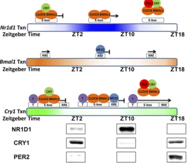 Fig. 8. Model of PER-mediated regulation of Nr1d1, Bmal1, and Cry1 genes.