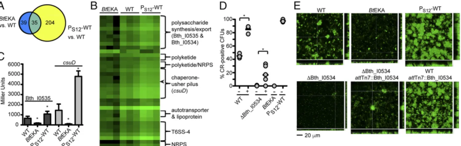 Fig. 2. Catalytically active BcpA affects expression of genes associated with community behaviors