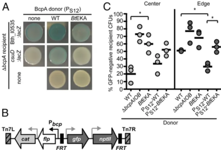 Fig. 3. Catalytically active BcpA acquired from neighboring bacteria affects gene expression in recipients