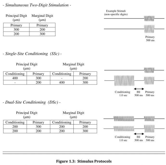 Figure 1.3:  Stimulus Protocols 