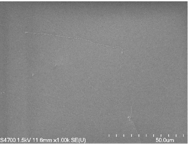 Figure 3.8: SEM image of a substrate with proper distribution of SWNTs.