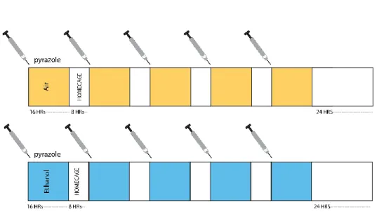 Figure 3.1 - CIE exposure schedule and social approach arena. (A) Mice were  exposed to ethanol or air for 16 hrs a day with an 8 hr withdrawal