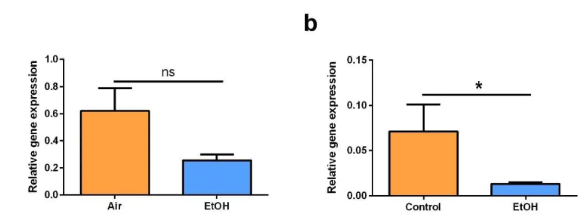 Figure  3.2  –  Dynorphin-relative  gene  expression  remains  unaltered,  while  KOR-relative  gene  expression  is  reduced  following  CIE  exposure