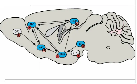 Figure 1.1 - KORs modulate the interactions between major circuits involved in  stress responses, anxiety, and addiction