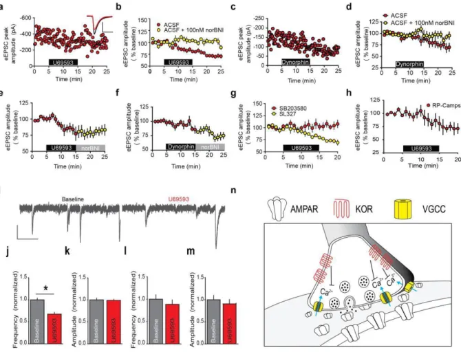 Figure 2.1 - KOR activation inhibits glutamate transmission in the BNST. (A)  Representative experiment demonstrating KOR-mediated inhibition of eEPSC  amplitude