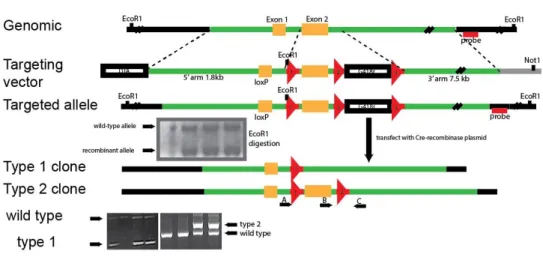 Figure 2.3 - Generation of conditional KOR knockout mice. 