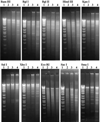 FIG. 2. Genome type of the strain C075/Matsuyama/2003. The viral genomic DNA was digested with the restriction enzymes BamHI, BglI,BglII, HindIII, KpnI, SalI, XhoI, EcoRI, SacI, and SmaI