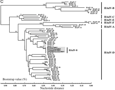 FIG. 3. Phylogenetic analyses of the nucleic acid sequences of hexon L-2 (A), hexon L-1 (B), and the ﬁber knob (C)