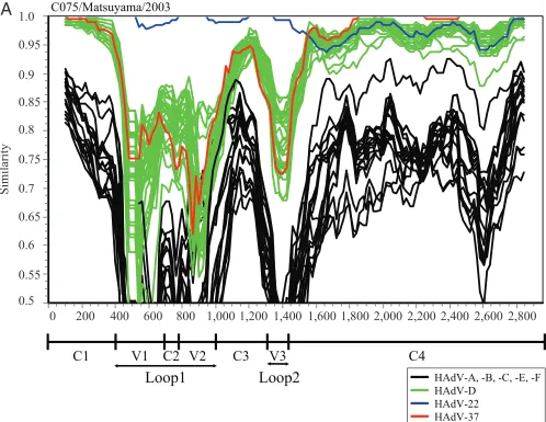 FIG. 4. Similarity plots of the nucleotide sequences of the full-length hexon gene calculated by SimPlot 3.5.1