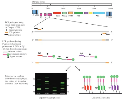 FIG. 1. Schematic of the PCR-LDR assay for the identiﬁcation of DENV serotypes. Serotype-speciﬁc PCR primers amplify one region of geneC and one region of gene E (for clarity, only the gene E amplicon is shown)