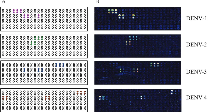 TABLE 4. Detection and serotyping of DENV from clinical serumsamples using a multiplex RT-PCR–LDR–universal array