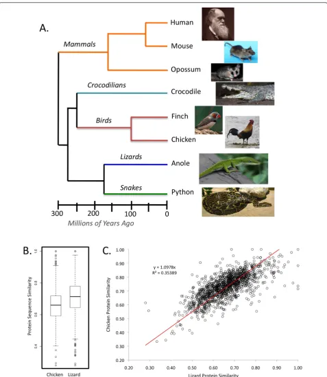 Figure 3 Comparison of protein divergence between the python, chicken and lizard, and the evolutionary context of the pythonComparisons of the distribution (A), and linear relationship (B) of protein sequence similarity of the python-chicken versus python-