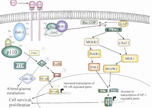 Figure 1.1.2: The key importance of phosphorylation in the regulation ofcellular biochemistry