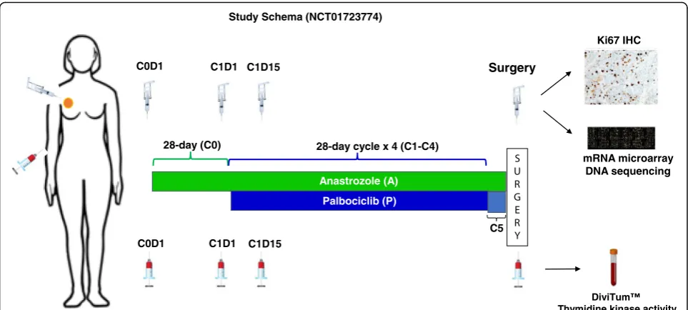 Fig. 1 Study schema for the NeoPalAna trial. Eligible patients with clinical stage II-III ER+/HER2for 28 days in cycle 0, followed by addition of palbociclib on cycle 1, day 1 (C1D1), for four 28-day cycles unless C1D15 Ki-67 was > 10%