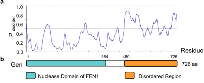 Figure 5.  The C terminus of GEN is predicted to be disordered. (a) The line graph depicts the  disorder tendency (i.e