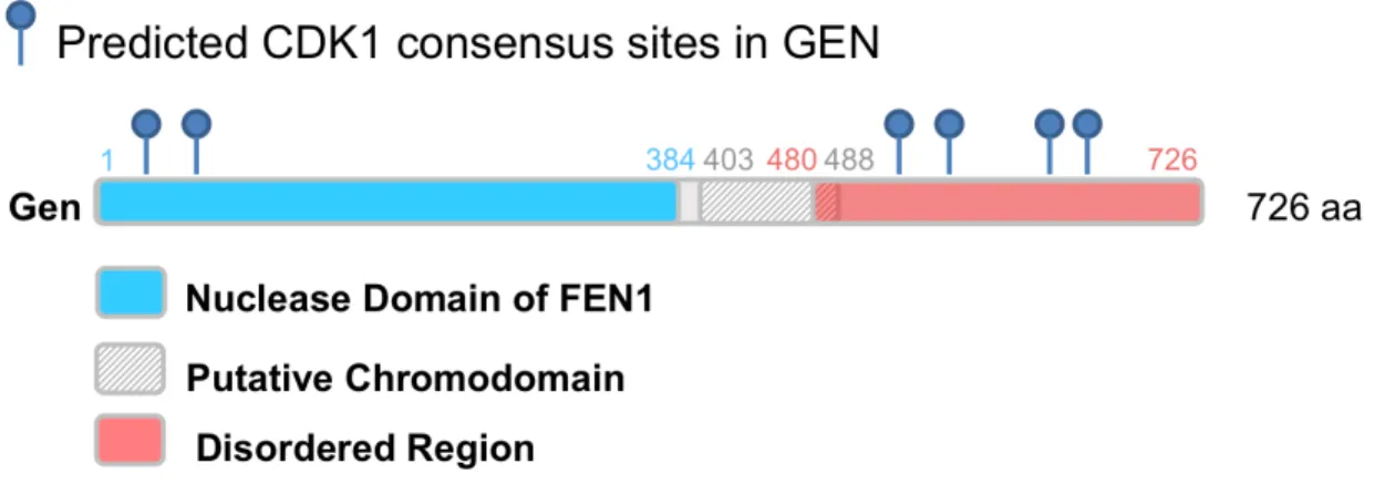 Figure 19.  Predicted CDK1 consensus sites. Putative CDK1 sites were mapped manually using the  conserved consensus sequence