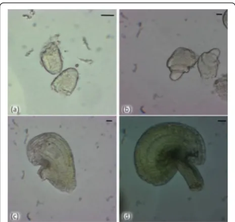 Figure 2 Live microdissected Boechera anthers at multipledevelopmental stages. (a) 7-8; (b) 9-10; (c) 11 [29]