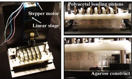 Figure 2.1: Photograph of the custom loading bioreactor. A closed-loop computer  controlled system controlling a linear motor to apply precise dynamic compressive loads to 