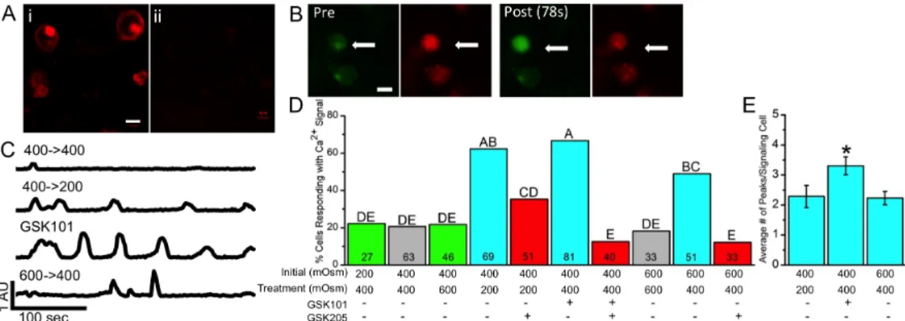 Figure 2.2: TRPV4 function in agarose-embedded chondrocytes. (A) Positive labeling of  TRPV4 in agarose-embedded chondrocytes (i) and no labeling in the no primary control (ii), 